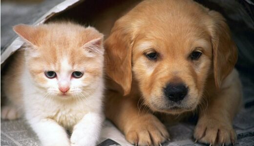 パナクールKHは犬と猫用の寄生虫駆除薬で口コミ評価も高い！副作用などの安全性や最安値で購入できる所を徹底調査