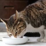 猫のノミダニ対策の食べるタイプで安心な薬は？オススメの薬と通販サイトを徹底調査