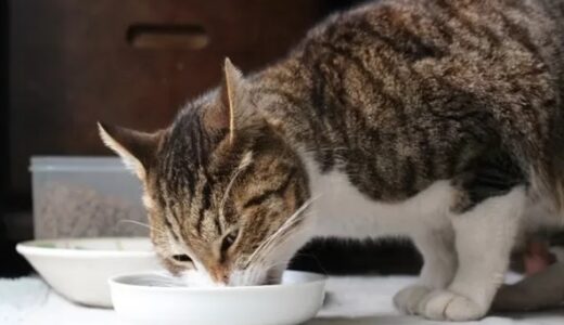 猫のノミダニ対策の食べるタイプで安心な薬は？オススメの薬と通販サイトを徹底調査