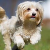 犬が蚊に刺されるとフィラリアに感染する可能性がある！対策と症状を徹底調査