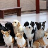 犬の寄生虫の種類や対策の薬のオススメ通販サイトをまとめてみた