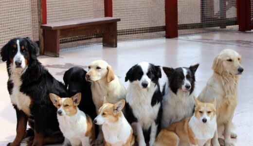 犬の寄生虫の種類や対策の薬のオススメ通販サイトをまとめてみた