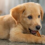 犬用のおやつはどんなものを選べばいい？選び方とオススメのおやつを徹底調査