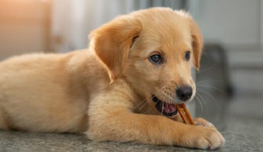 犬用のおやつはどんなものを選べばいい？選び方とオススメのおやつを徹底調査