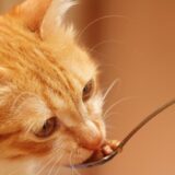 ビブラマイシンを猫風邪以外にも効果を発揮する！通販で購入できるサイトは？