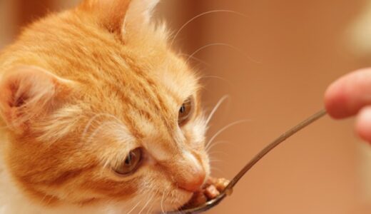 ビブラマイシンを猫風邪以外にも効果を発揮する！通販で購入できるサイトは？